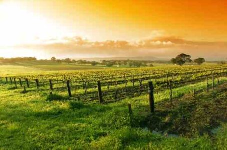 The Old Time Farm Magazines: Starting a Vineyard, Making a Better Chicken Trough, and Horse Care Image